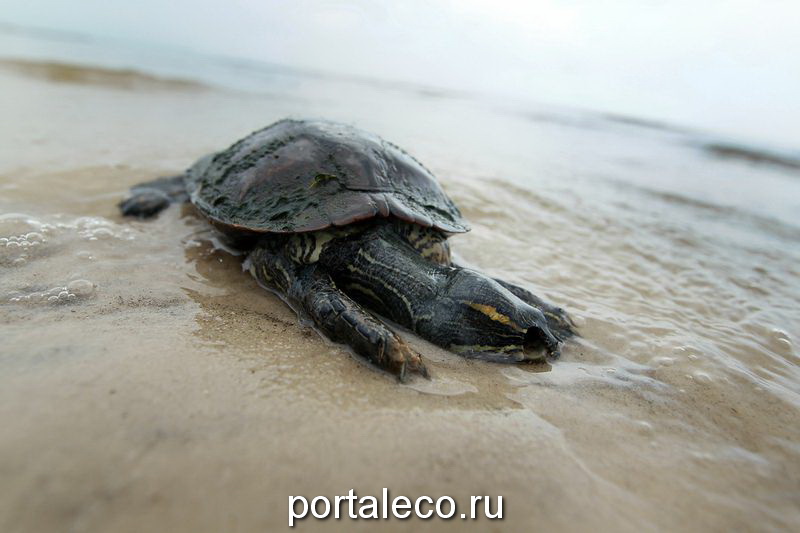 Мертвая черепаха лежит